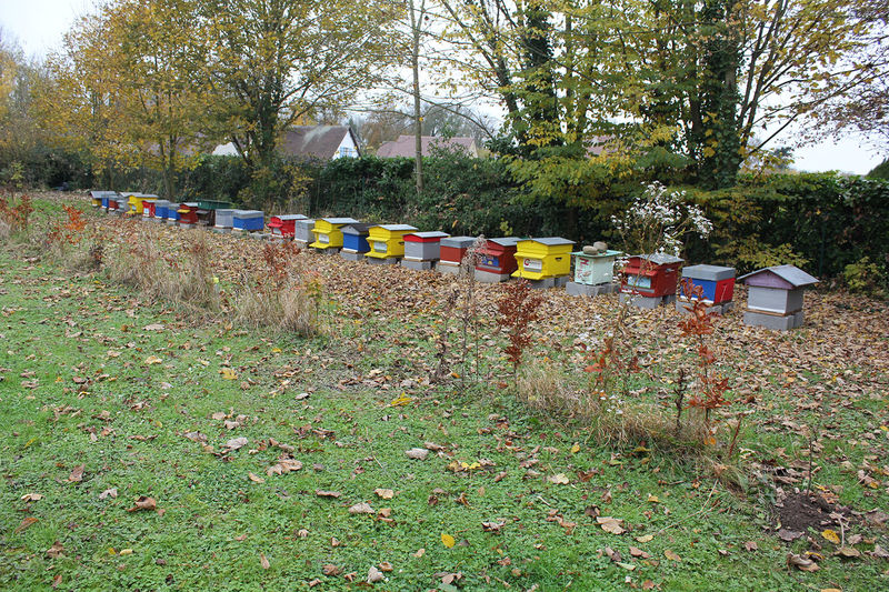 La ruche Stode Bopied